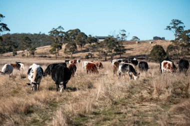 Avustralya 'da sığır çiftliğinde otlayan sığır ve dana eti. Üreme türleri arasında ilkbaharda Murray Grey, Angus ve Wagyu bulunur.