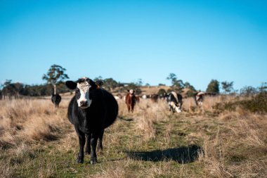 Avrupa 'nın yemyeşil otlaklarında yenilenebilir sığır çiftçiliği Avustralya' daki tarlalarda otlayan sağlıklı çiftlik hayvanlarıyla dolu Topluluklar