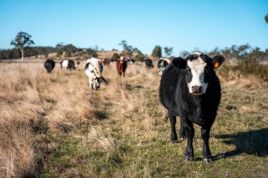 İngiltere 'de bir çiftlikteki bir tarlada sığır eti. Baharda çayırda otlayan İngiliz sığırları. Sürdürülebilir bir tarım çiftliğinin otlağında büyüyen yeşil çimenler.