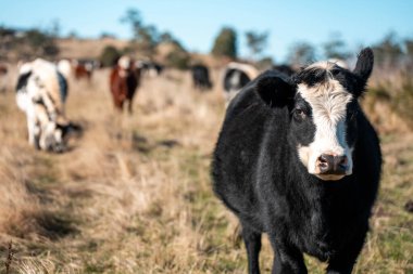 Avustralya 'da bir tarlada güzel sığırlar 