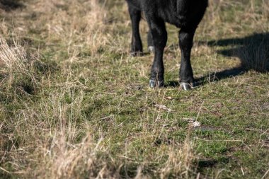 Avustralya 'daki güzel sığırlar ot yer, otlakta otlarlar. Bir tarım çiftliğinde büyüyen sığır sürüsü.