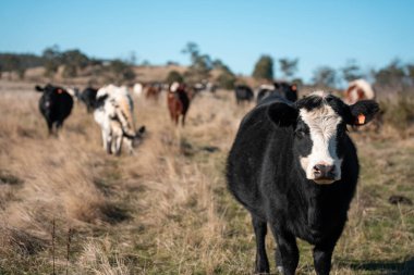 Sürdürülebilir tarım, toprakta inekler ve çiftlik hayvanlarıyla karbon depolanması üzerine uygulanıyor. Sığır sürüsü 