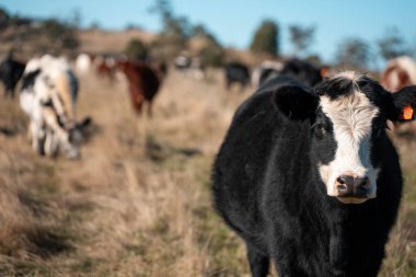 İngiltere 'de bir çiftlikteki bir tarlada sığır eti. Baharda çayırda otlayan İngiliz sığırları. Sürdürülebilir bir tarım çiftliğinin otlağında büyüyen yeşil çimenler.