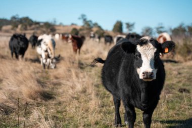 Avustralya 'da bir tarlada güzel sığırlar 