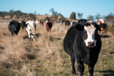 Avustralya 'da sığır çiftliğinde otlayan sığır ve dana eti. Üreme türleri arasında ilkbaharda Murray Grey, Angus ve Wagyu bulunur.