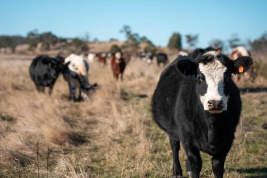 Avustralya 'daki güzel sığırlar ot yer, otlakta otlarlar. Bir tarım çiftliğinde büyüyen sığır sürüsü. 