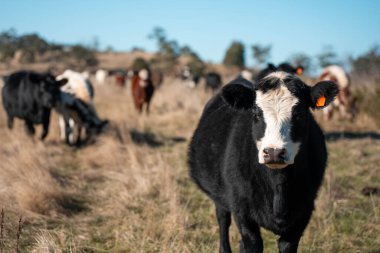 Avustralya 'daki güzel sığırlar ot yer, otlakta otlarlar. Tarımsal bir çiftlikte yetiştirilen sığır sürüsü. Yeşil tepelerde sürdürülebilir tarım