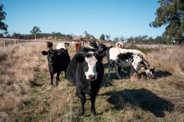 Sürdürülebilir tarım, toprakta inekler ve çiftlik hayvanlarıyla karbon depolanması üzerine uygulanıyor. Sığır sürüsü 