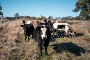 Avrupa 'nın yemyeşil otlaklarında yenilenebilir sığır çiftçiliği Avustralya' daki tarlalarda otlayan sağlıklı çiftlik hayvanlarıyla dolu Topluluklar