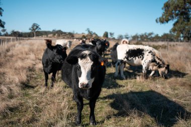 Avustralya 'da bir tarlada güzel sığırlar 