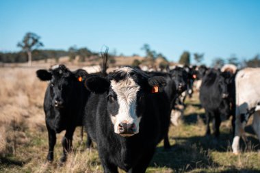 Avustralya 'daki güzel sığırlar ot yer, otlakta otlarlar. Bir tarım çiftliğinde büyüyen sığır sürüsü. 