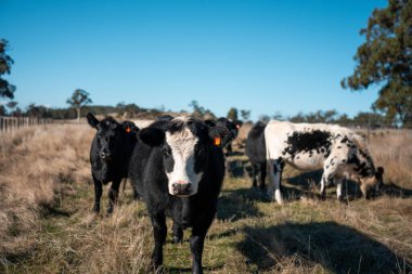 Avustralya 'da sığır çiftliğinde otlayan sığır ve dana eti. Üreme türleri arasında ilkbaharda Murray Grey, Angus ve Wagyu bulunur.