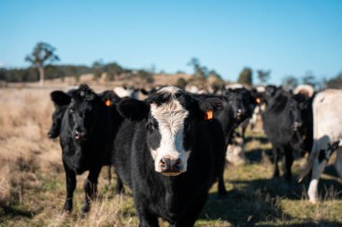 Avustralya 'daki güzel sığırlar ot yer, otlakta otlarlar. Tarımsal bir çiftlikte yetiştirilen sığır sürüsü. Yeşil tepelerde sürdürülebilir tarım