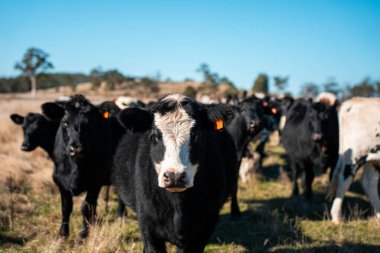 Avrupa 'nın yemyeşil otlaklarında yenilenebilir sığır çiftçiliği Avustralya' daki tarlalarda otlayan sağlıklı çiftlik hayvanlarıyla dolu Topluluklar