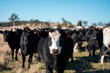 İngiltere 'de bir çiftlikteki bir tarlada sığır eti. Baharda çayırda otlayan İngiliz sığırları. Sürdürülebilir bir tarım çiftliğinin otlağında büyüyen yeşil çimenler.