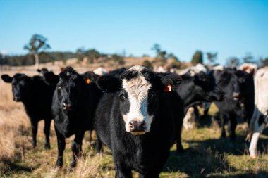 Avustralya 'da bir tarlada güzel sığırlar 