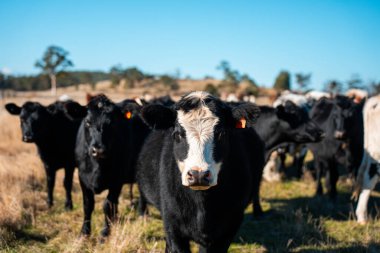 Avustralya 'da sığır çiftliğinde otlayan sığır ve dana eti. Üreme türleri arasında ilkbaharda Murray Grey, Angus ve Wagyu bulunur.