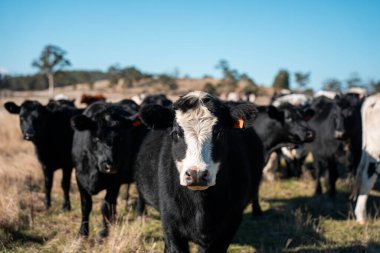 Avustralya 'daki güzel sığırlar ot yer, otlakta otlarlar. Bir tarım çiftliğinde büyüyen sığır sürüsü. 