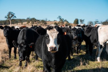 Avustralya 'daki güzel sığırlar ot yer, otlakta otlarlar. Tarımsal bir çiftlikte yetiştirilen sığır sürüsü. Yeşil tepelerde sürdürülebilir tarım