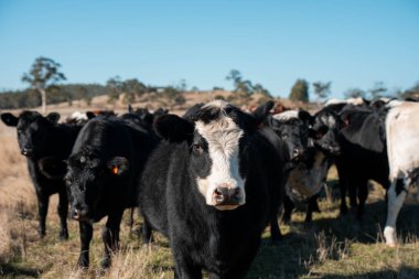 Sürdürülebilir tarım, toprakta inekler ve çiftlik hayvanlarıyla karbon depolanması üzerine uygulanıyor. Sığır sürüsü 
