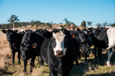 Avrupa 'nın yemyeşil otlaklarında yenilenebilir sığır çiftçiliği Avustralya' daki tarlalarda otlayan sağlıklı çiftlik hayvanlarıyla dolu Topluluklar