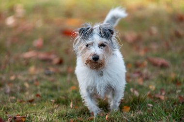 Küçük Jack Russell 'ın köpeği. Yakından. Parktaki yeşil çimenlikteki kıllı küçük köpek