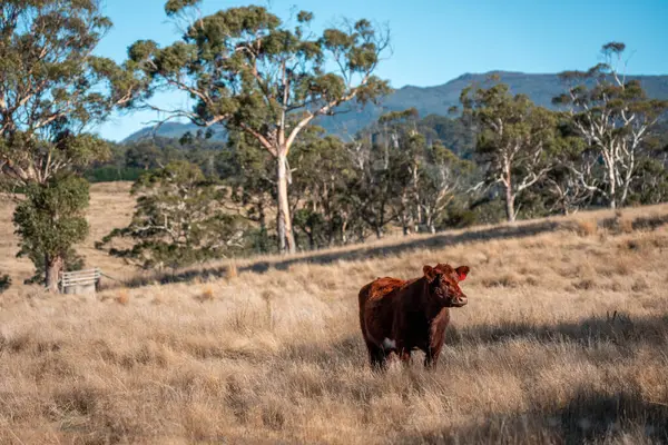Avustralya 'daki güzel sığırlar ot yer, otlakta otlarlar. Bir tarım çiftliğinde büyüyen sığır sürüsü.