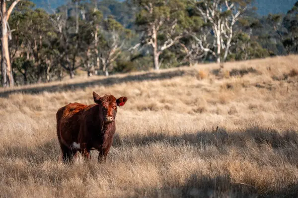 Avustralya 'da bir tarlada güzel sığırlar 