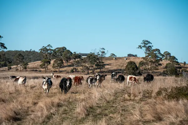 Sürdürülebilir tarım, toprakta inekler ve çiftlik hayvanlarıyla karbon depolanması üzerine uygulanıyor. Sığır sürüsü 