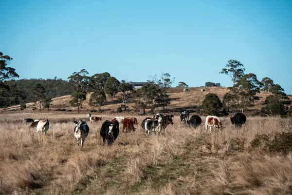İngiltere 'de bir çiftlikteki bir tarlada sığır eti. Baharda çayırda otlayan İngiliz sığırları. Sürdürülebilir bir tarım çiftliğinin otlağında büyüyen yeşil çimenler.