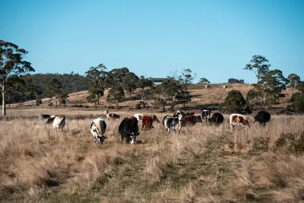 Avustralya 'da bir tarlada güzel sığırlar 