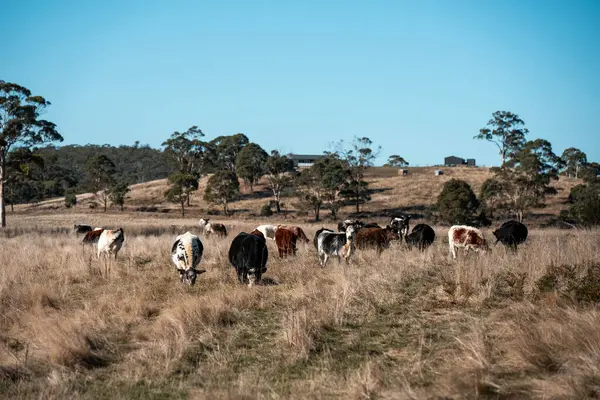 Avustralya 'da sığır çiftliğinde otlayan sığır ve dana eti. Üreme türleri arasında ilkbaharda Murray Grey, Angus ve Wagyu bulunur.