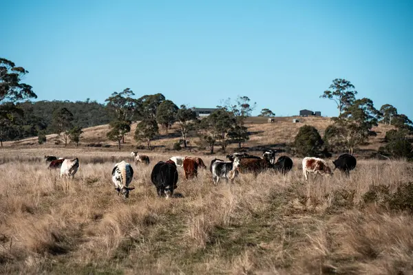Avustralya 'daki güzel sığırlar ot yer, otlakta otlarlar. Bir tarım çiftliğinde büyüyen sığır sürüsü.