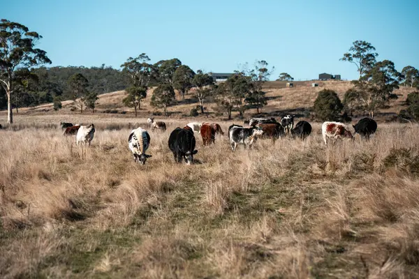 Avustralya 'daki güzel sığırlar ot yer, otlakta otlarlar. Tarımsal bir çiftlikte yetiştirilen sığır sürüsü. Yeşil tepelerde sürdürülebilir tarım