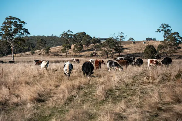 Avustralya 'da bir tarlada güzel sığırlar 