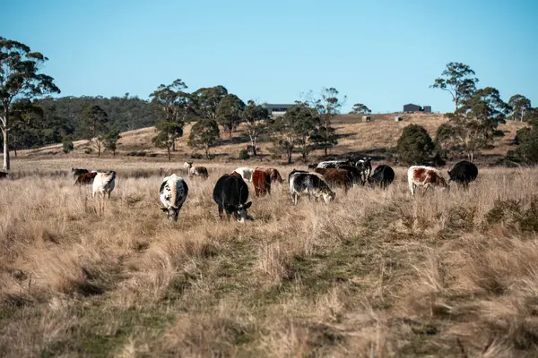 İngiltere 'de bir çiftlikteki bir tarlada sığır eti. Baharda çayırda otlayan İngiliz sığırları. Sürdürülebilir bir tarım çiftliğinin otlağında büyüyen yeşil çimenler.