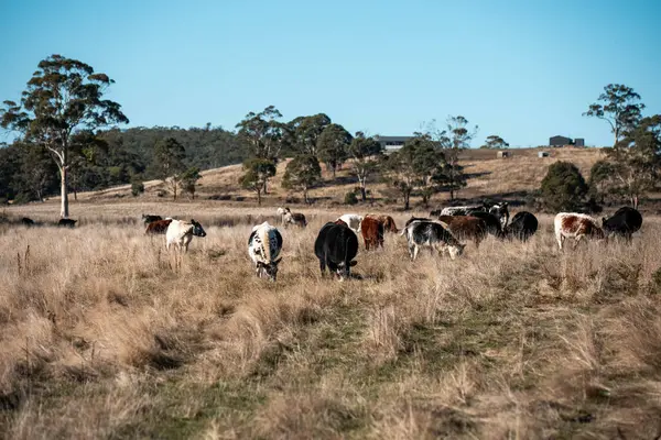 Avustralya 'da sığır çiftliğinde otlayan sığır ve dana eti. Üreme türleri arasında ilkbaharda Murray Grey, Angus ve Wagyu bulunur.