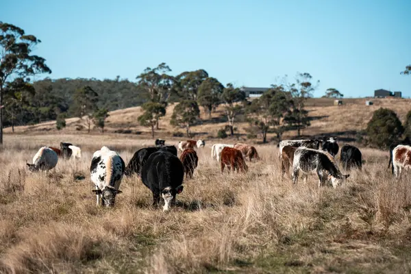 Sürdürülebilir tarım, toprakta inekler ve çiftlik hayvanlarıyla karbon depolanması üzerine uygulanıyor. Sığır sürüsü 