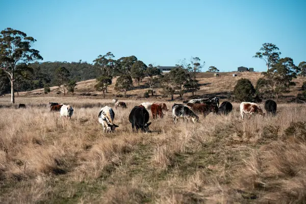 Avustralya 'daki güzel sığırlar ot yer, otlakta otlarlar. Tarımsal bir çiftlikte yetiştirilen sığır sürüsü. Yeşil tepelerde sürdürülebilir tarım