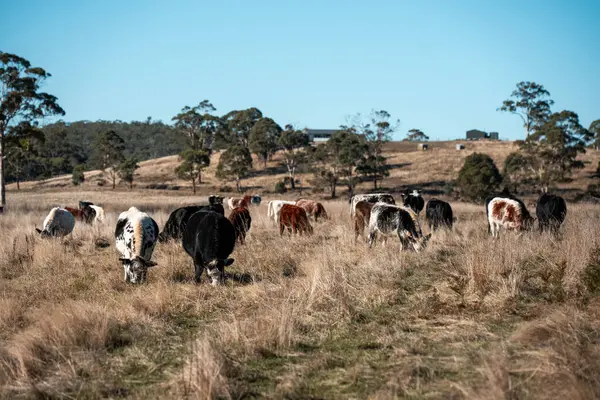 Avustralya 'da bir tarlada güzel sığırlar 