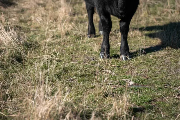 Avustralya 'daki güzel sığırlar ot yer, otlakta otlarlar. Bir tarım çiftliğinde büyüyen sığır sürüsü.