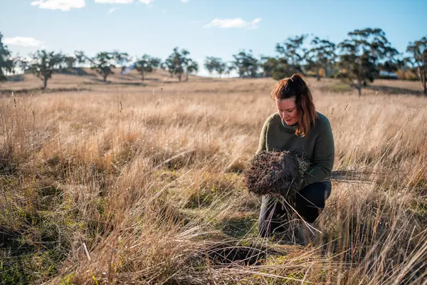 Bilim adamı araştırmacı iklim değişikliğinin toprak ve orman sağlığı etkilerini araştırıyor. Üniversite öğrencisi çalılık toprak yapısı ve biyoloji çeşitliliği üzerine araştırma yapıyor. Bir çiftlikte toprak numunesi tutuyordu.