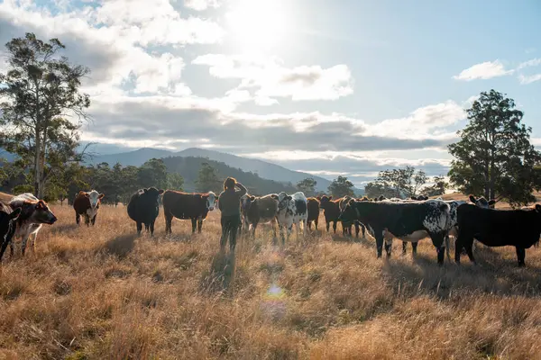 Toprak tutan dişi çiftçi toprak ve sağlığa bakıyor. İnekler toprağı onarıyor ve bütünsel otlatma yönetimi ile karbon depoluyor