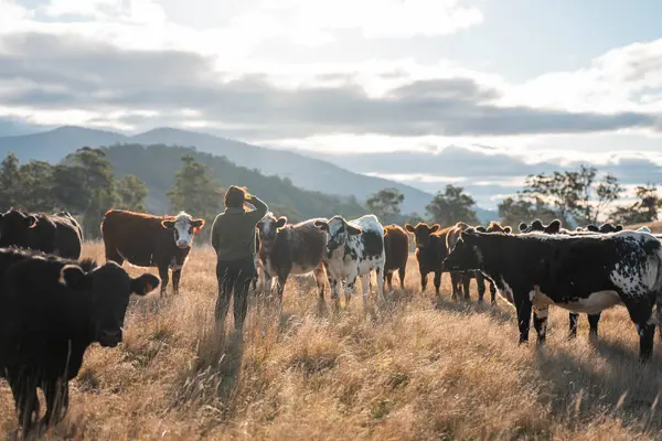 Mikroorganizmalarla dolu toprağı tutan çiftçi. sürdürülebilir yenilenebilir tarım