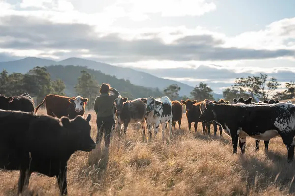 Saha araştırmacılarından bir kadın çiftçi iklim değişikliğinin toprak ve orman sağlığı etkilerini araştırıyor.