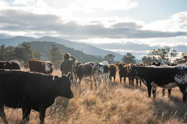 Toprak tutan dişi çiftçi toprak ve sağlığa bakıyor. İnekler toprağı onarıyor ve bütünsel otlatma yönetimi ile karbon depoluyor