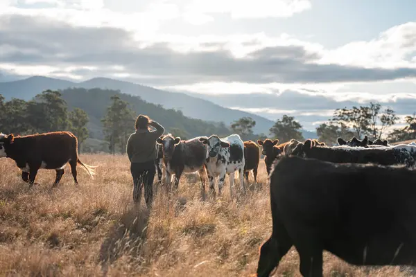 Saha araştırmacılarından bir kadın çiftçi iklim değişikliğinin toprak ve orman sağlığı etkilerini araştırıyor.