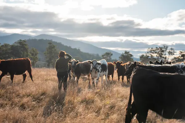 Toprak tutan dişi çiftçi toprak ve sağlığa bakıyor. İnekler toprağı onarıyor ve bütünsel otlatma yönetimi ile karbon depoluyor