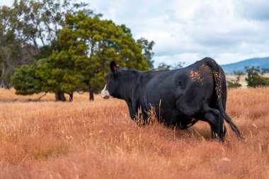 Çayırdaki çiftlik hayvanları, sürdürülebilir karbon nötr çiftçiliği uygulanıyor. Bir tarlada yenileyici inek yetiştirdi. Yazın tarımsal teknoloji yeniliği