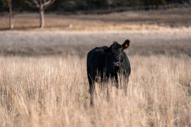 Angus, wagyu ve Murray sığır boğaları ve inekler yazın Avustralya 'da bir tepede otlanıyorlar.